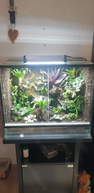 Terrarium Glasterrarium Bromelien Accadia Asseln Reptilien Terraristik
