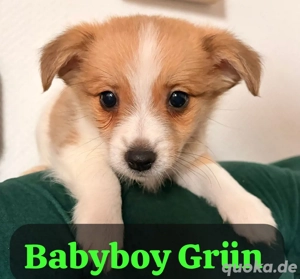 Jack Russel Pomeranian Welpen