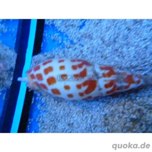 Mitra Schnecke Meerwasser 