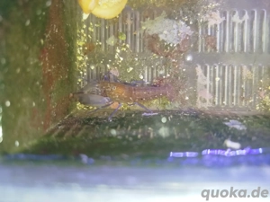 Pistolenkrebs Meerwasser 