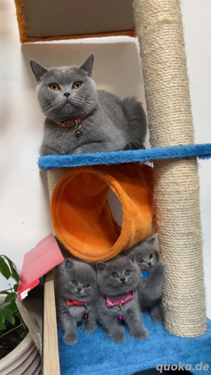 Britisch Kurzhaar (BKH),