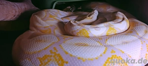 Netzpython 0.1  Reserviert !