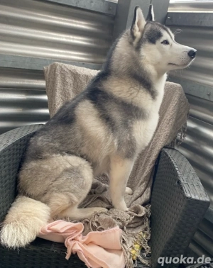 Siberian Husky Sucht Dame Zum Decken 