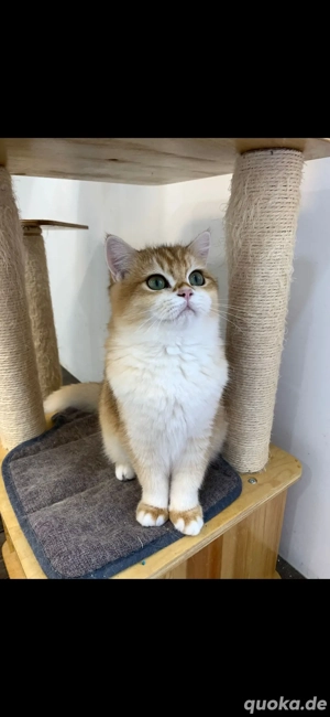 Wunderschöner BKH mit Stammbaum in der Farbe ny11