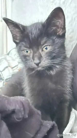 Kätzchen sucht ein neues Zuhause