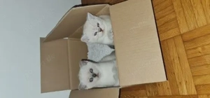 wunderschöne BKH kitten in liebevolle Hände