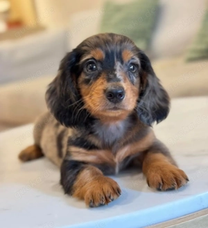 Sehr kräftige Mini-Dackelwelpen, bereit zum Abgeben