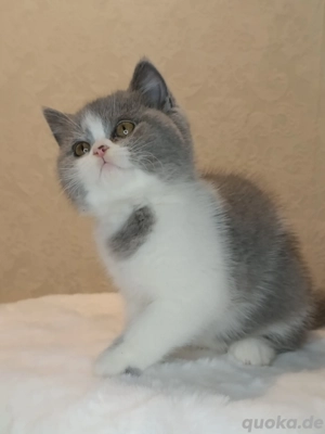 BKH Mädchen mit Stammbaum 