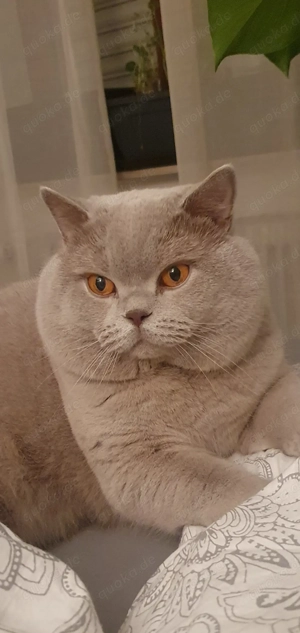 Reinrassiger erfahrener BKH Deckkater Lilac Blutgruppe A                            Bild 2