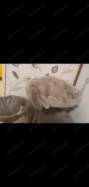 Reinrassiger erfahrener BKH Deckkater Lilac Blutgruppe A                            Bild 4