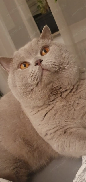 Reinrassiger erfahrener BKH Deckkater Lilac Blutgruppe A                           