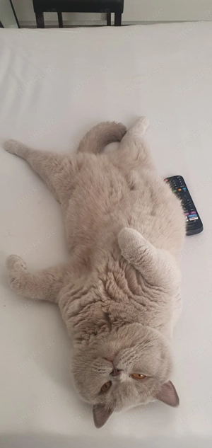 Reinrassiger erfahrener BKH Deckkater Lilac Blutgruppe A                            Bild 8
