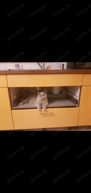 Reinrassiger erfahrener BKH Deckkater Lilac Blutgruppe A                            Bild 6