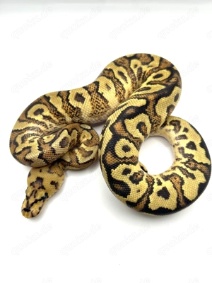 1.0 Gravel Spotnose Fire Clown