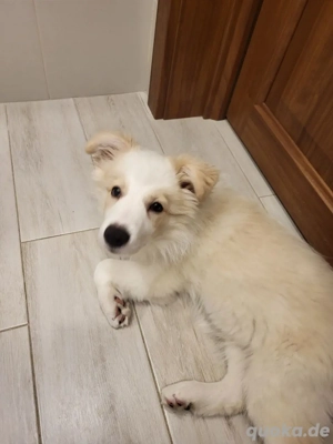 Border-Collie-Welpen abzugeben (nur in Deutschland).