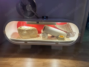 2 Königspython + Terrarium