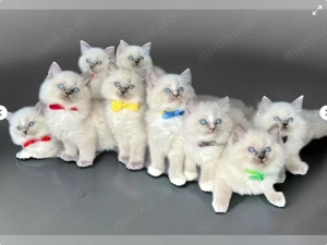 Wunderschöne vier Ragdoll kittens