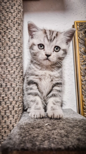Noch 1 BKH-Mädchen im Whiskas-Look (Black-Silver-Tabby-Classic) abzugeben