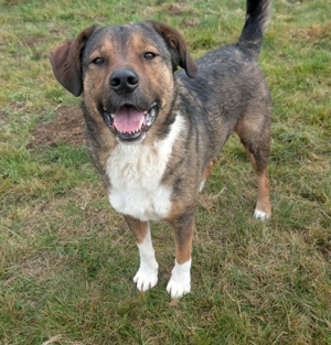 Sharo, dein neuer bester Freund auf 4 Pfoten Bild 10