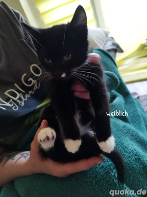 kitten zum auszug bereit 