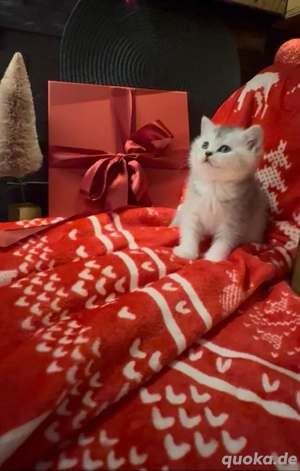 Reinrassige BKH Kitten abgabebereit 2 männchen übrig