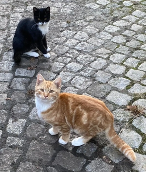 Katzen abzugeben 