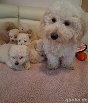 Zauberhafte  Maltipoo