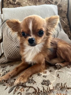 Chihuahua Männchen 