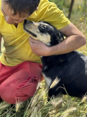 Dankbare Hundedame Amelia sucht Zuhause Bild 5