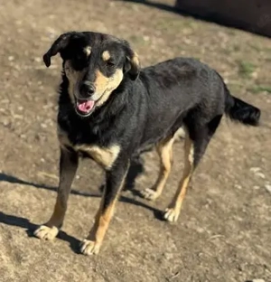 Dankbare Hundedame Amelia sucht Zuhause Bild 3