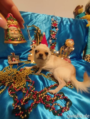 Chihuah Deckrüde (nicht zum Verkauf)