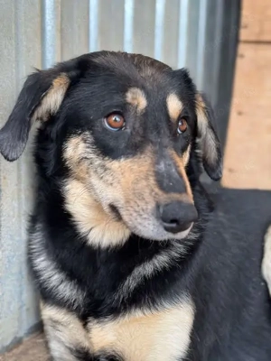 Dankbare Hundedame Amelia sucht Zuhause Bild 4