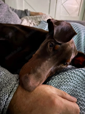 Dobermann 17 Wochen männlich abzugeben