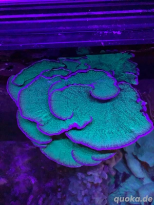 Montipora Grün Purple Rim