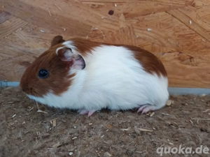 Meerschweinchen - Weibchen - Rex, Teddy, glatt, Rosetten  Bild 3