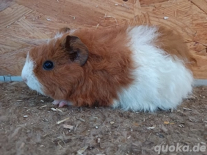 Meerschweinchen - Weibchen - Rex, Teddy, glatt, Rosetten  Bild 2