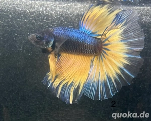 halfmoon kampffisch männchen betta splendens 