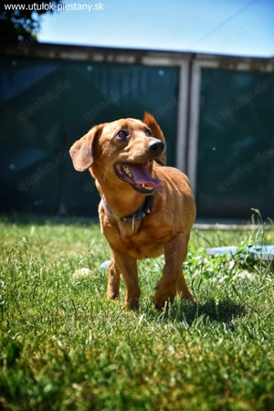 *SILDO* Der liebe Dackel Mix ist sozial zu Artgenossen, mag aber keine Katzen und Kleintiere
