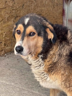 Merlin N ca. 48 cm   der Zurückhaltende