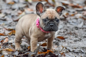 Französische Bulldogge Welpen