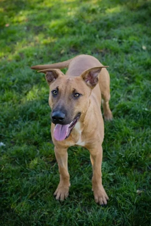 *DJEGO* Ich bin aufgeweckt, aktiv und leinenführig, brauche Beschäftigung und liebe die Menschennähe