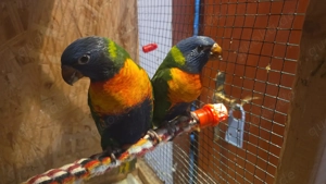 Gebirgsloris von 2025