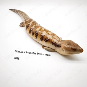 Tiliqua scincoides intermedia