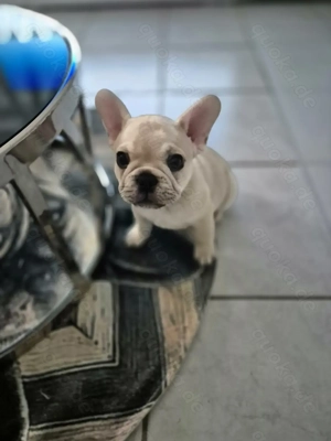 Reinrassige Französische Bulldogge Welpen 