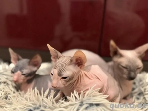 Wunderschöne reinrassige Don Sphynx Kitten