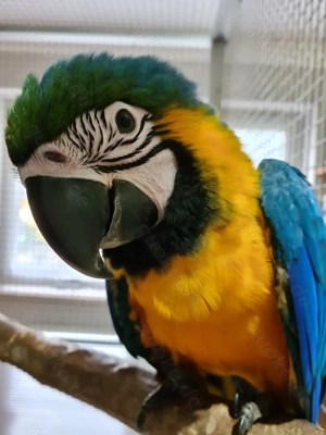 Gelbbrustarababys 2025 männlich