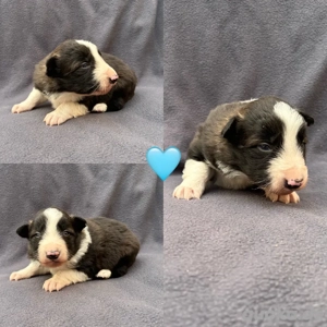 Border Collie Welpen !Abgabebereit! 
