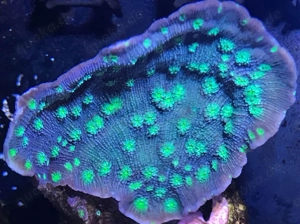 Diverse Korallen und Anemonen