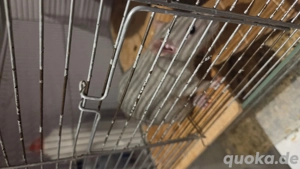 Ich werde die Ratten in guten Händen lassen.