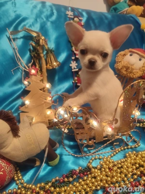 Chihuahua-Rüde zu verkaufen